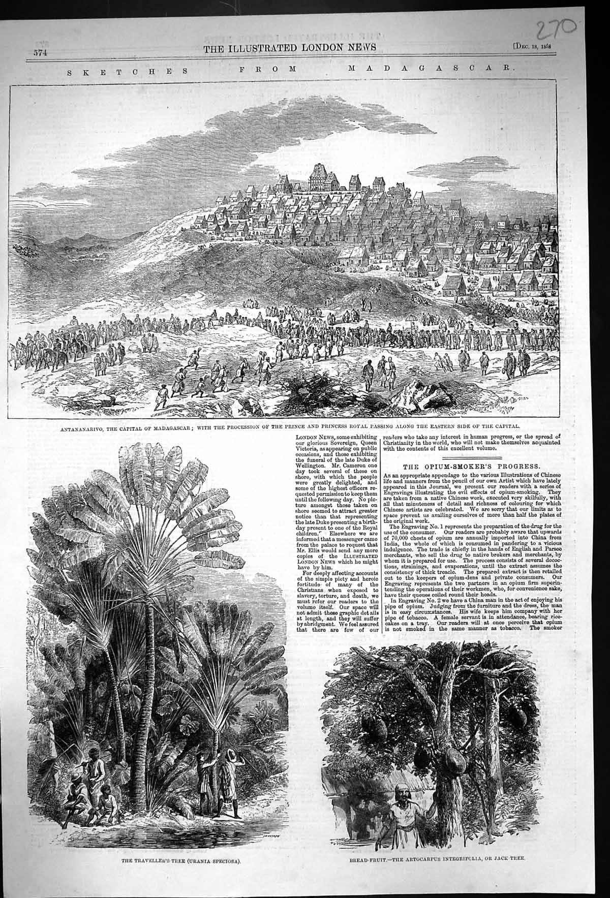Old 1858 Madagascar Antananarivo Prince Royal Traveller'S Tree Urania Victorian