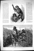 Old 1883 Chimpanzee Koolokamba French Mounted Infantry War Tonquin Ho Victorian