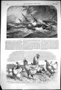 Old 1853 Royal Mail Steam Ship Calcutta Mauritius Shanghae Fowls Bird Victorian