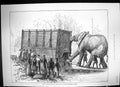 Old 1882 Scene Attempt Move Jumbo Elephant Zoological Gardens Regent' Victorian