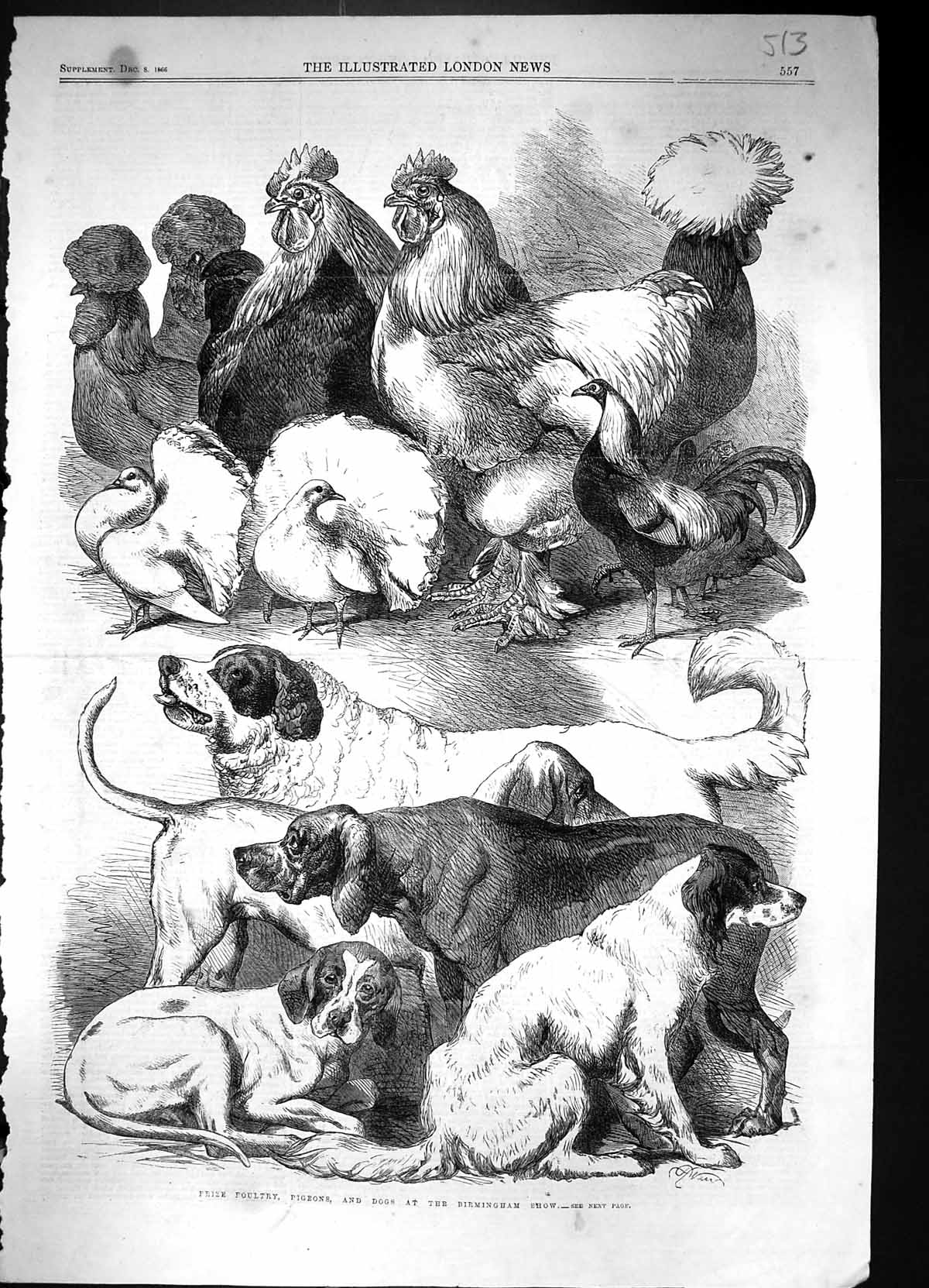 Antique Print 1866 Prize Poultry Pigeons Dogs Brigminham Show Animals Birds
