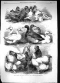 Old 1864 Prize Pigeons Poultry Ducks Chickens Bingley Hall Birmingham Victorian