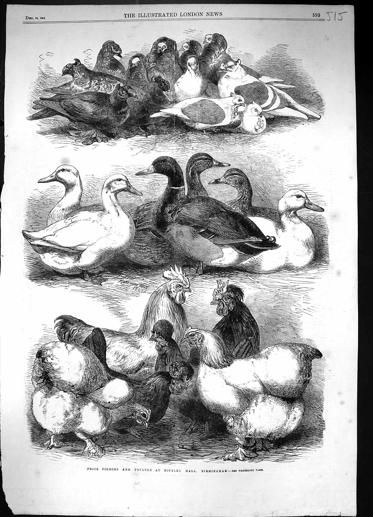 Old 1864 Prize Pigeons Poultry Ducks Chickens Bingley Hall Birmingham Victorian