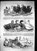 Old 1852 Poultry Show Hornby Astley Peck Duck Cochin-China Herbert Hi Victorian