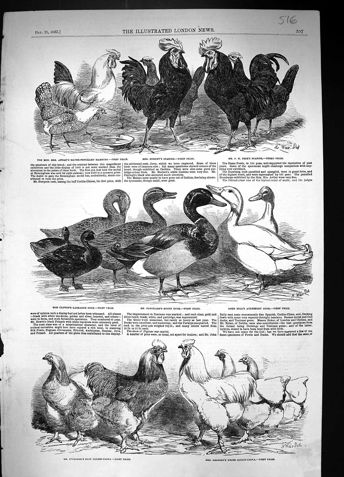 Old 1852 Poultry Show Hornby Astley Peck Duck Cochin-China Herbert Hi Victorian