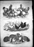 Old 1853 Metropolitan Poultry Show Cochin-China Fowls Bantams Rabbits Victorian