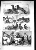 Old 1863 Prize Birds Birmingham Poultry Show Pigeons Chickens Cockere Victorian