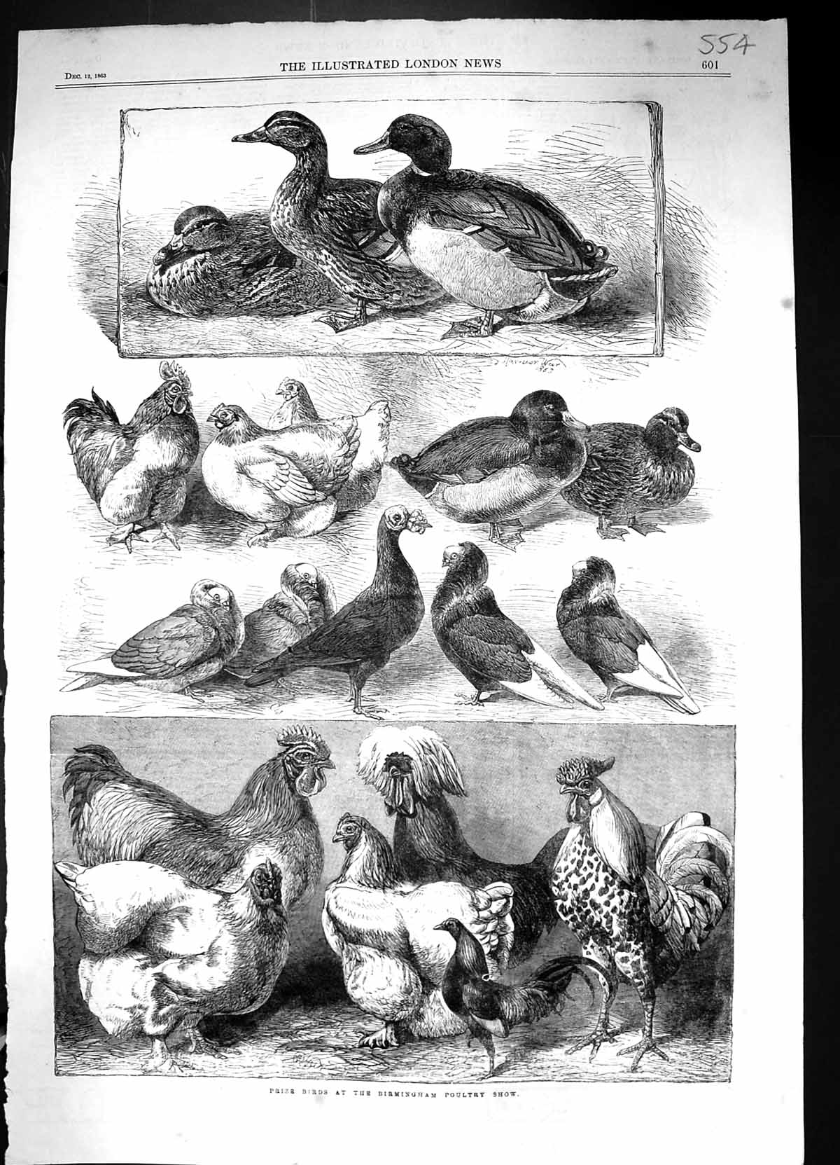 Old 1863 Prize Birds Birmingham Poultry Show Pigeons Chickens Cockere Victorian