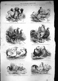 Old 1856 Prize Poultry Pigeons Anerley Hillhouse Jones Wright Harriso Victorian