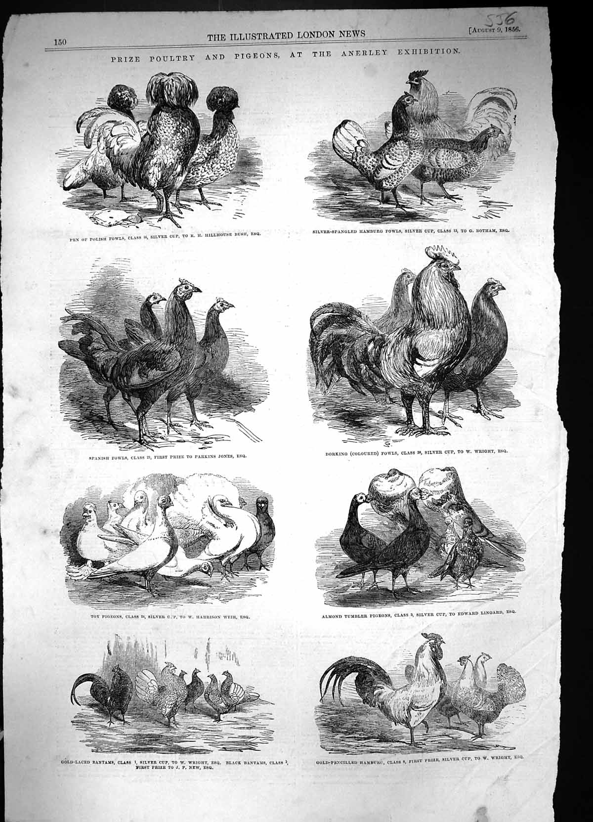 Old 1856 Prize Poultry Pigeons Anerley Hillhouse Jones Wright Harriso Victorian