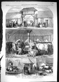 Old 1867 Paris Exhibition Model Farm Seine Marne Cows Guinea-Fowls Ra Victorian