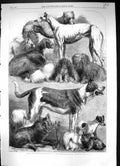 Old 1862 Prize Dogs Exhibition Agricultural Hall Islington Harrison W Victorian
