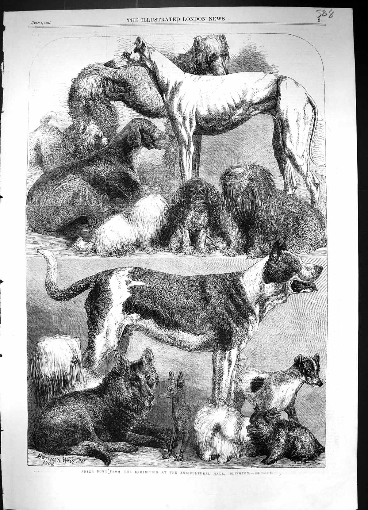 Old 1862 Prize Dogs Exhibition Agricultural Hall Islington Harrison W Victorian