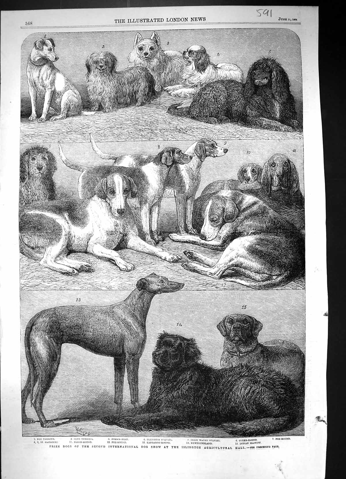 Old 1864 Dogs Show Islington Terrier Pomeranian Spaniel Mastiff Fox-H Victorian