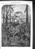 Old Antique Print 1858 Fine Art Swamp Louisiana Native Man Trees Bodichon 19th