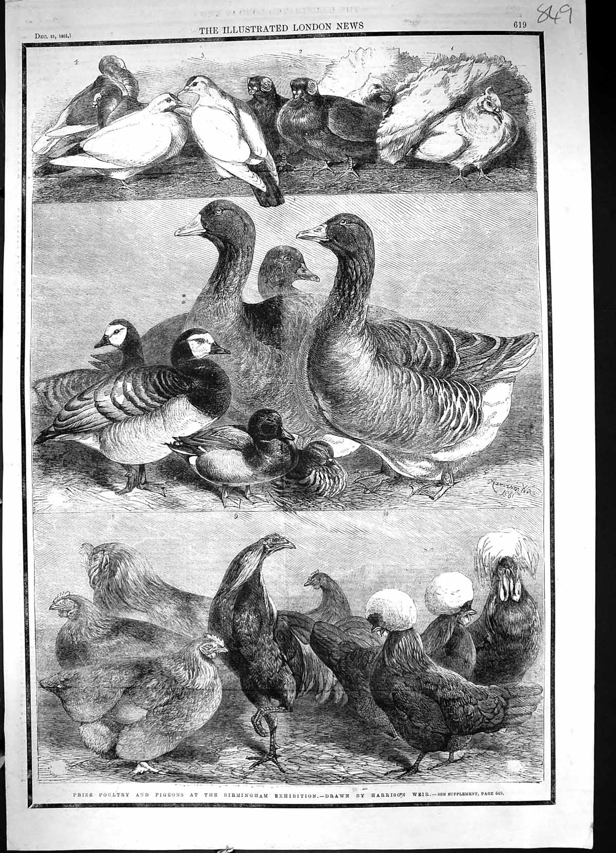 Old 1861 Prize Poultry Pigeons Birmingham Exhibition Birds Harrison W Victorian