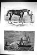 Old 1882 Shotover Horse Derby Winner Ship H.M.S. Cleopatra Shifting F Victorian