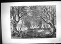 Old Antique Print 1871 View Epping Forest Families Picnics Trees Fine Art 19th