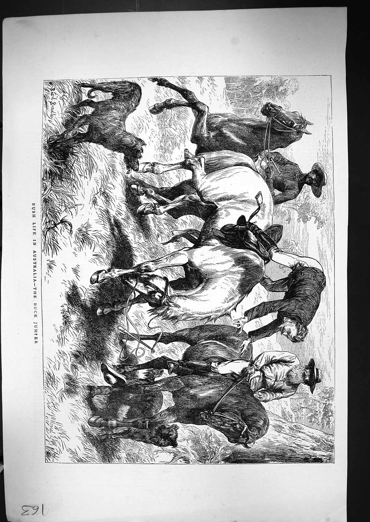 Old 1871 Bush Life Scene Australia Buck Jumper Horses Dog Basil Bradl Victorian