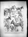 Old Antique Print 1874 Donkey Show Crystal Palace Mule Stallion Gelding 19th