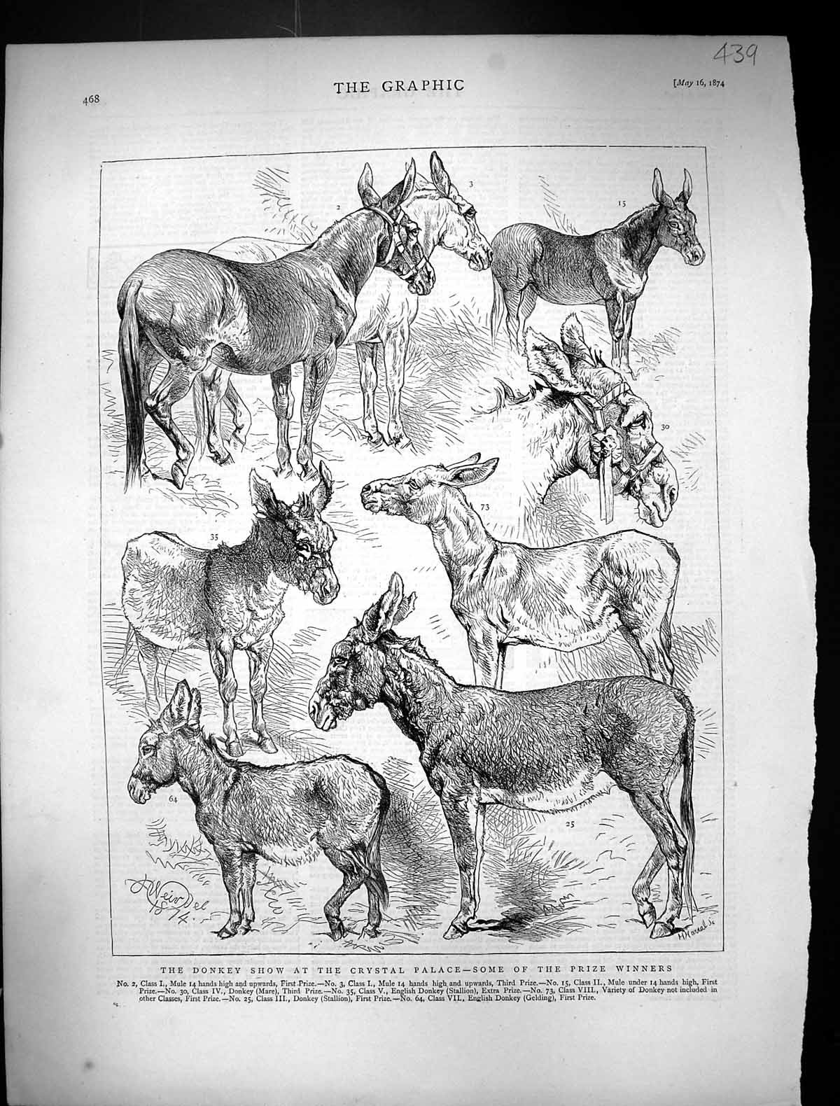 Old Antique Print 1874 Donkey Show Crystal Palace Mule Stallion Gelding 19th