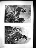 Old 1871 Irregulars Paris Commune Algerian Artilleryman Garibaldian S Victorian
