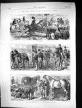 Old 1871 Horse Show Agricultural Hall Ponies Jack Jill Percheron Stal Victorian