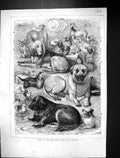 Old Antique Print 1871 Prize Dogs National Show Glasgow Scotland Animals 19th