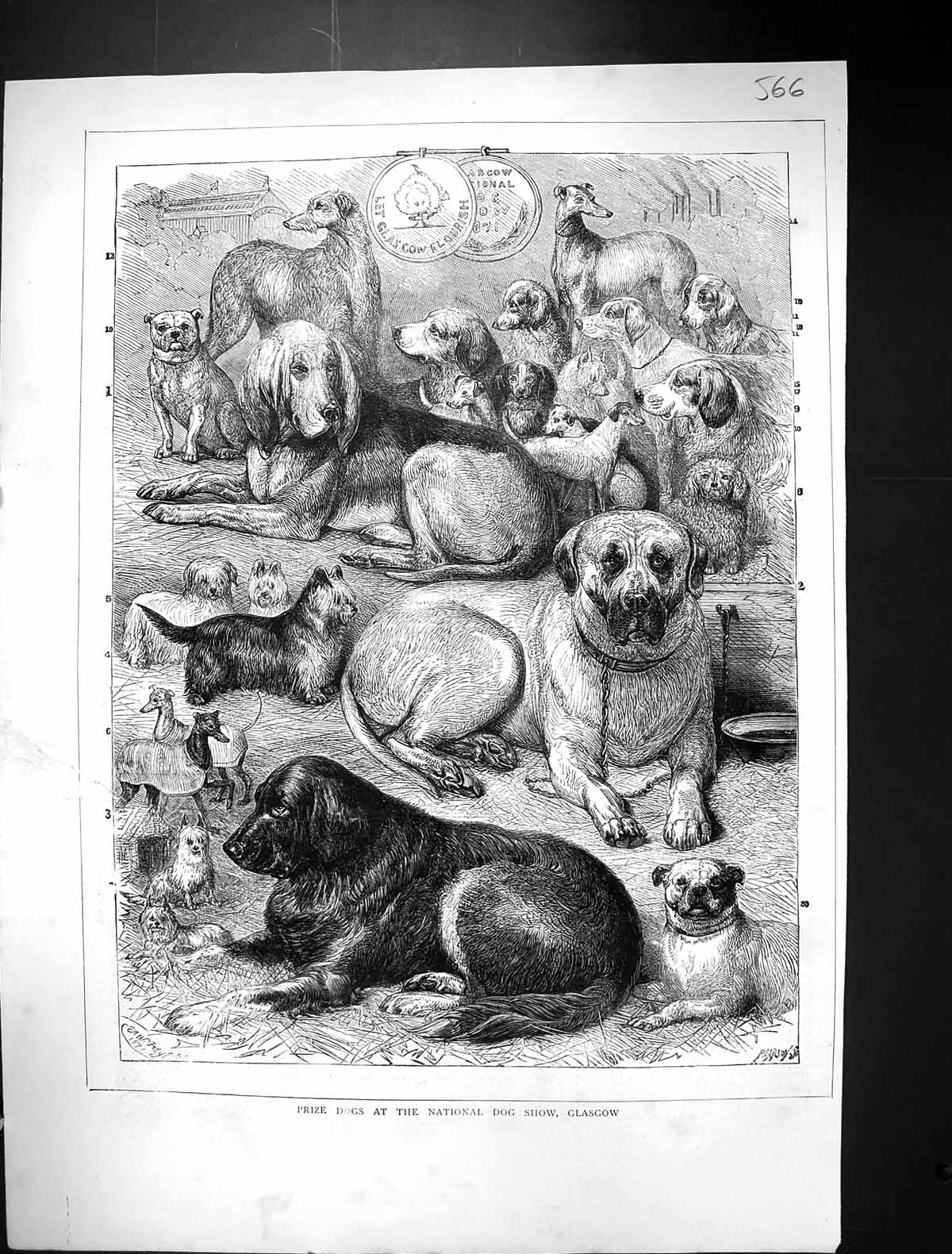 Old Antique Print 1871 Prize Dogs National Show Glasgow Scotland Animals 19th