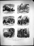 Old 1871 Zoological Elephant Beaver Waterhens Giraffes Eagle Rhinocer Victorian