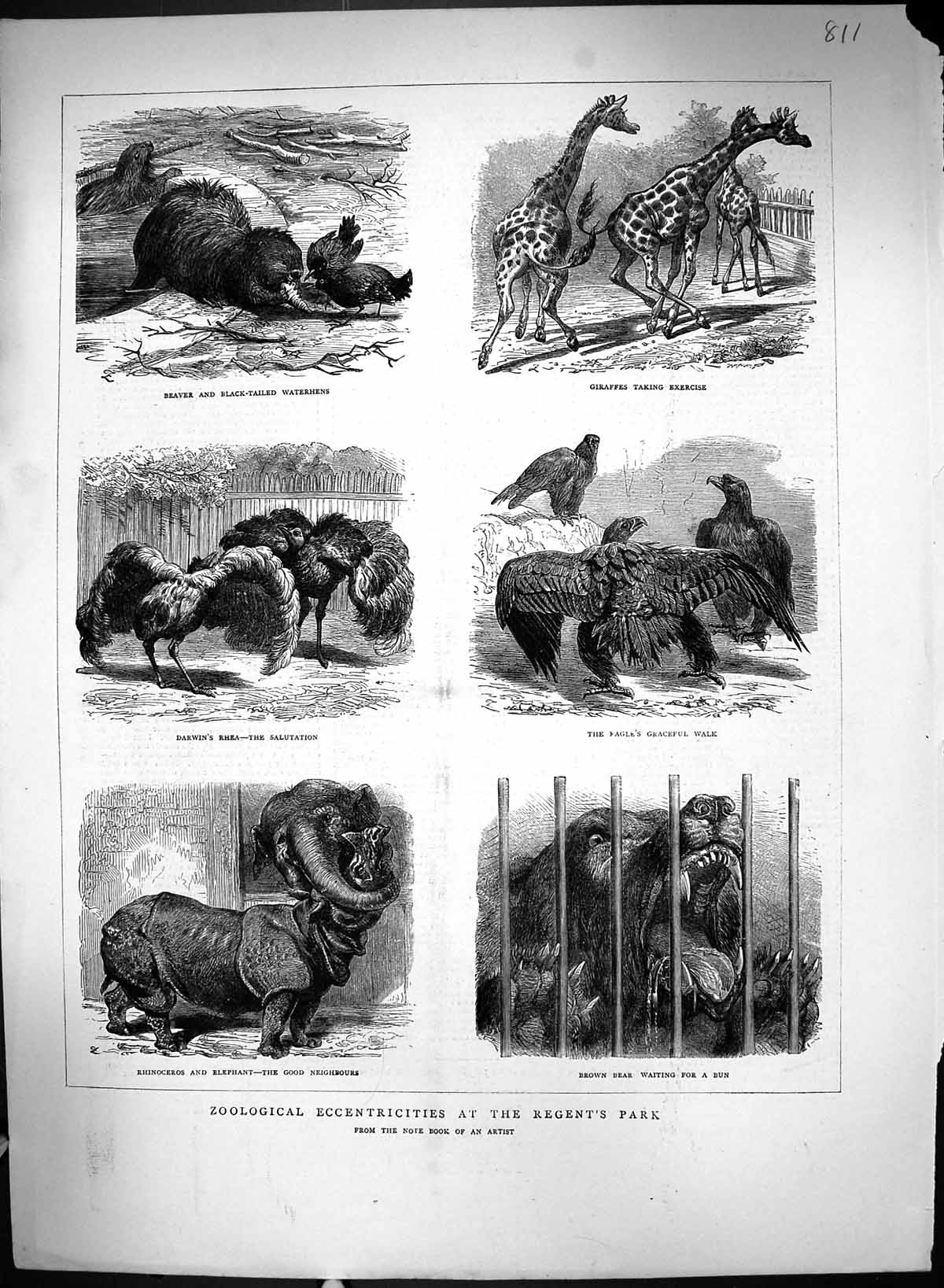 Old 1871 Zoological Elephant Beaver Waterhens Giraffes Eagle Rhinocer Victorian