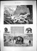 Old 1880 Chilian Rodeo Cattle Mountains Baby Elephant Philadelphia Am Victorian
