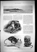 Old 1894 Brazil Misericordia Hospital Villegaignon Zoo Black Leopard Victorian
