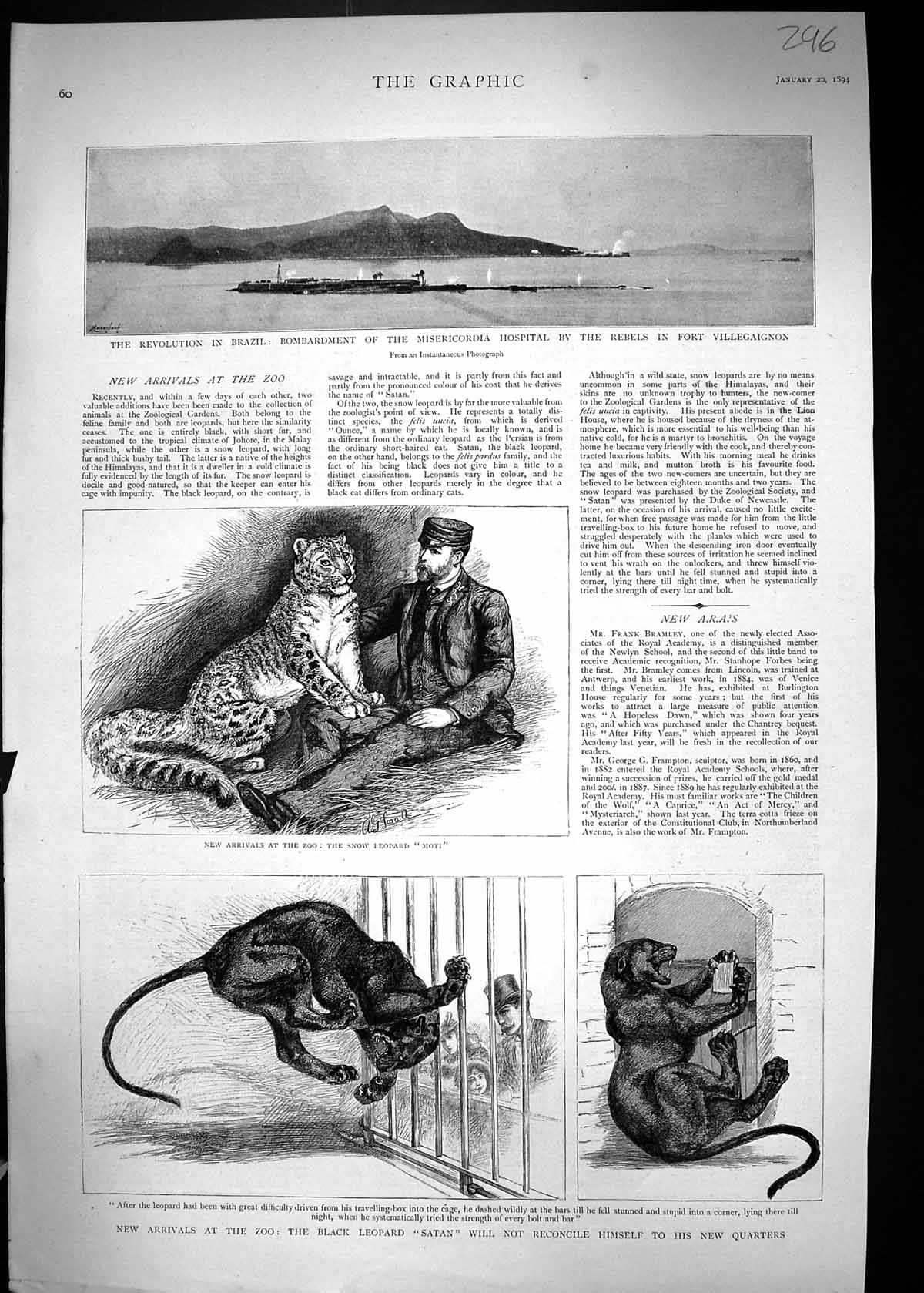 Old 1894 Brazil Misericordia Hospital Villegaignon Zoo Black Leopard Victorian