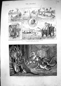 Old 1886 Young Lion Cubs Zoological Gardens Dublin Burma Elephants Bu Victorian