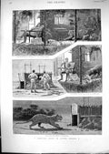 Antique Old Print 1889 Leopard Hunting Burma Sport Man Sleeping Dog Goat Bait