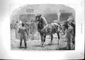 Antique Old Print 1886 Show Shire Horse Society Agricultural Hall Islington