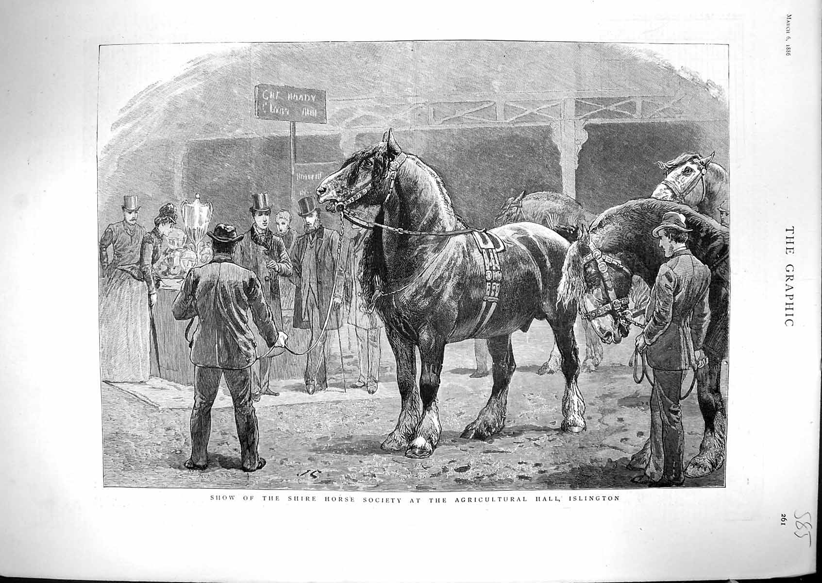 Antique Old Print 1886 Show Shire Horse Society Agricultural Hall Islington