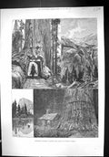 Old 1888 California America Mammoth Trees Rock Mountain Scenery Fine Victorian