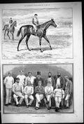 Old 1888 Duke Portland Ayrshire Horse Australia Cricket Beal Macdonne 19th