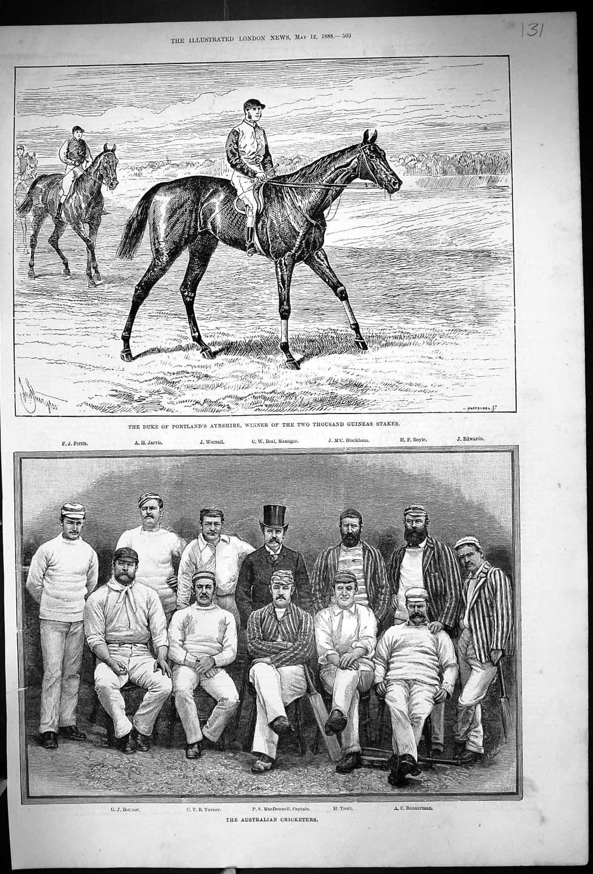 Old 1888 Duke Portland Ayrshire Horse Australia Cricket Beal Macdonne 19th