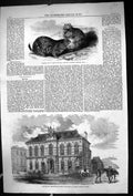 Old 1860 Prairie Dogs Regent'S Park Minton Museum School Drinking Fou 19th