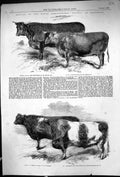 Old 1857 Agriculture Show Salisbury Pope Bull Davy Stirling Ladies Fa 19th