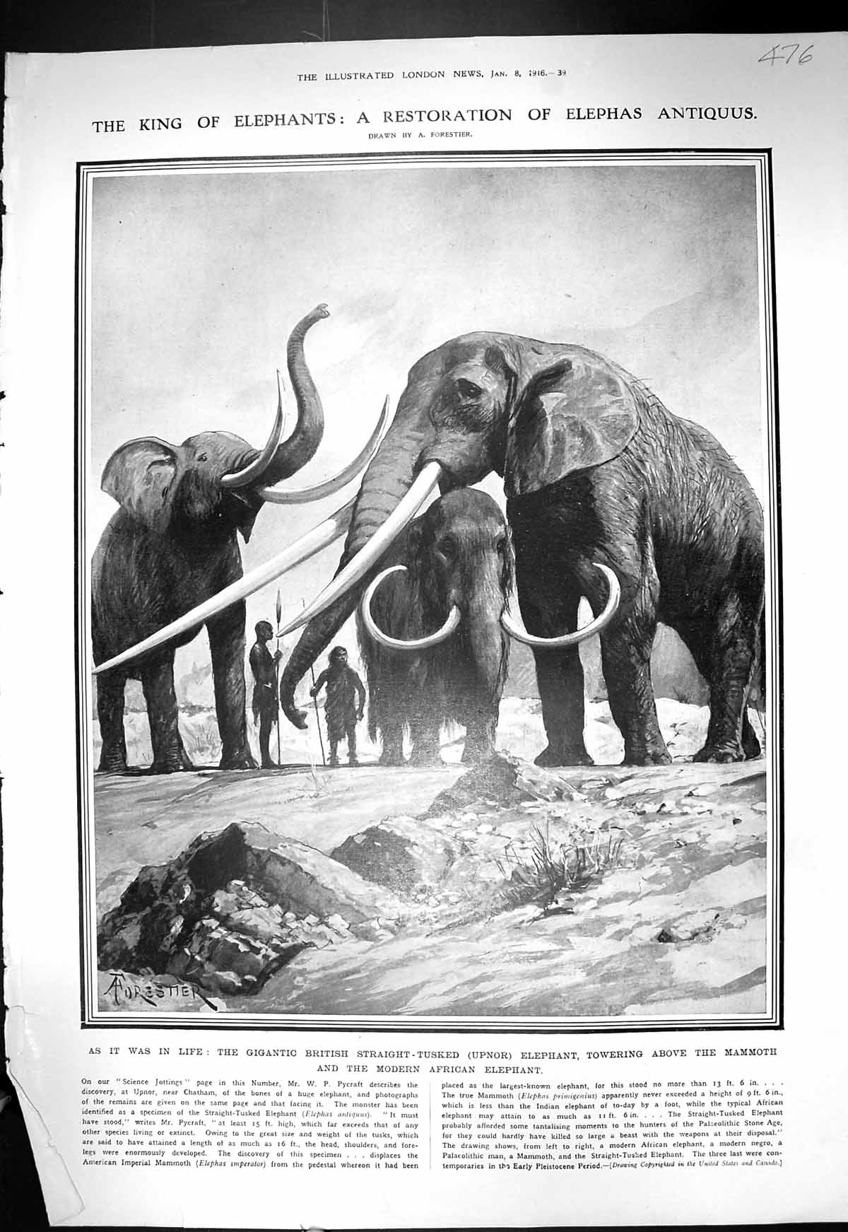 Old 1916 King Elephants Upnor Mammoth African Chatham Charles Andrews 20th