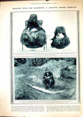 Old 1916 Tusk Elephant Turner Mammoth Upnor Verterbrae Hospital Ship 20th