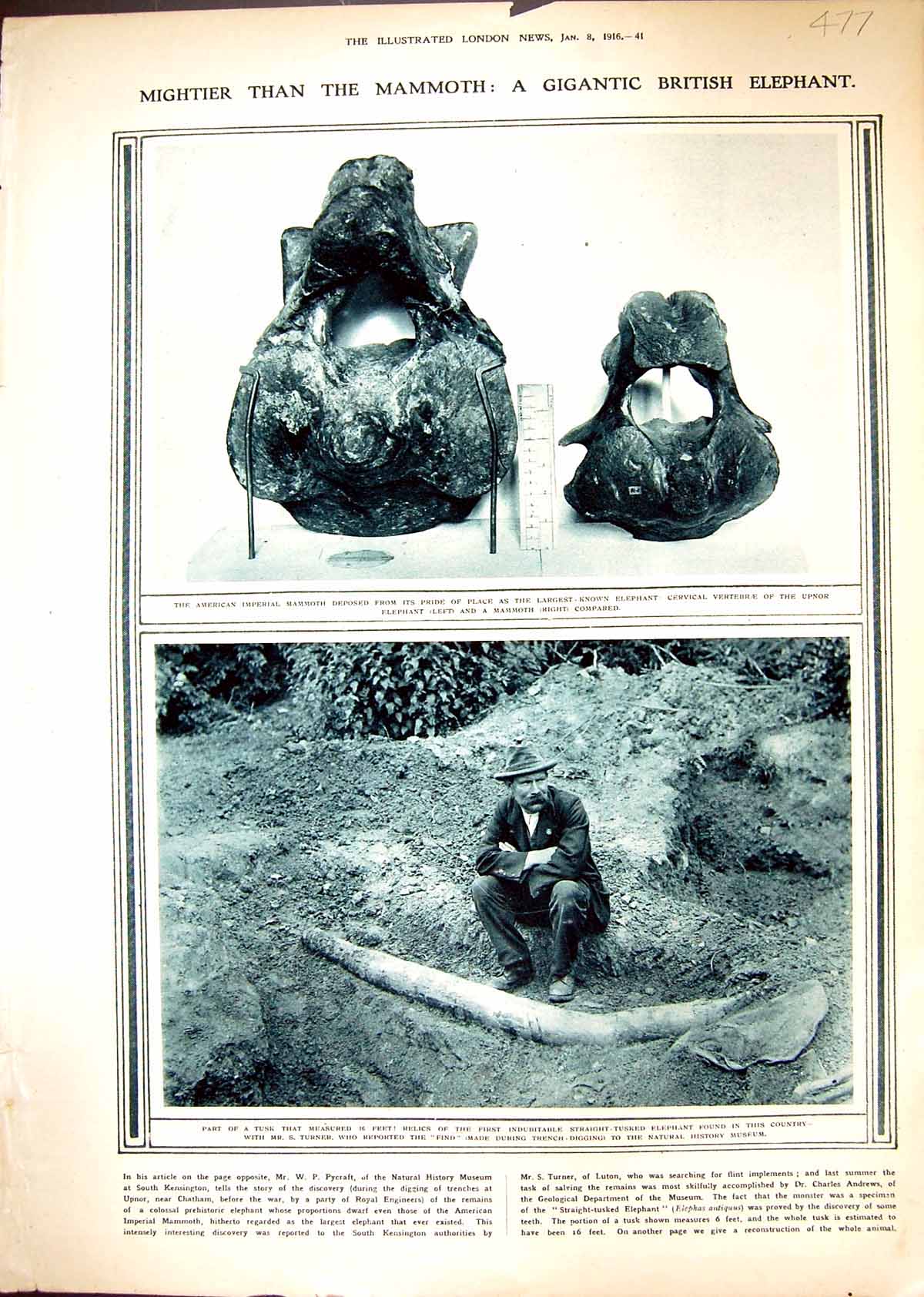 Old 1916 Tusk Elephant Turner Mammoth Upnor Verterbrae Hospital Ship 20th