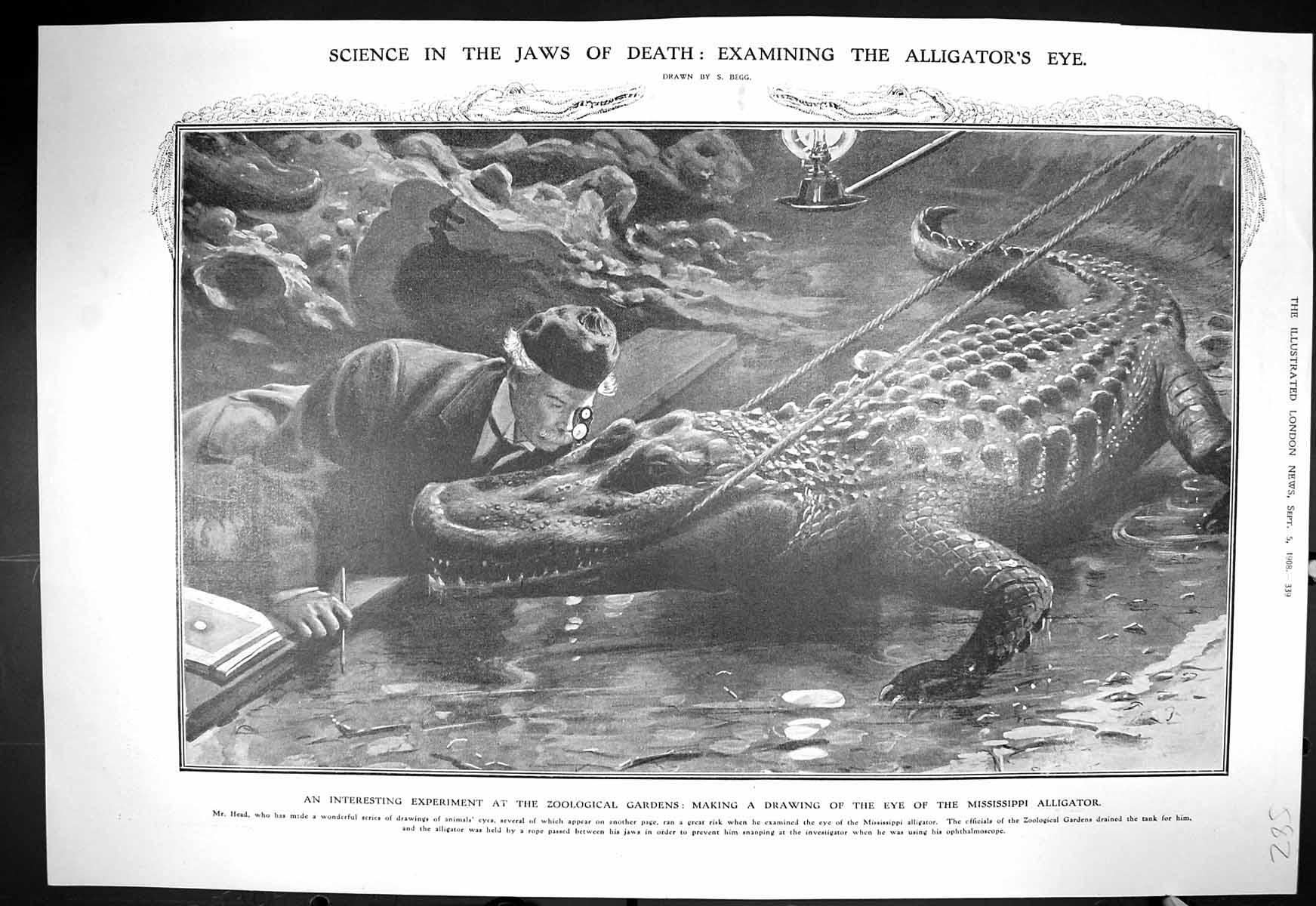 Old 1908 Zoological Gardens Mississippi Alligator Empress Josephine B 20th