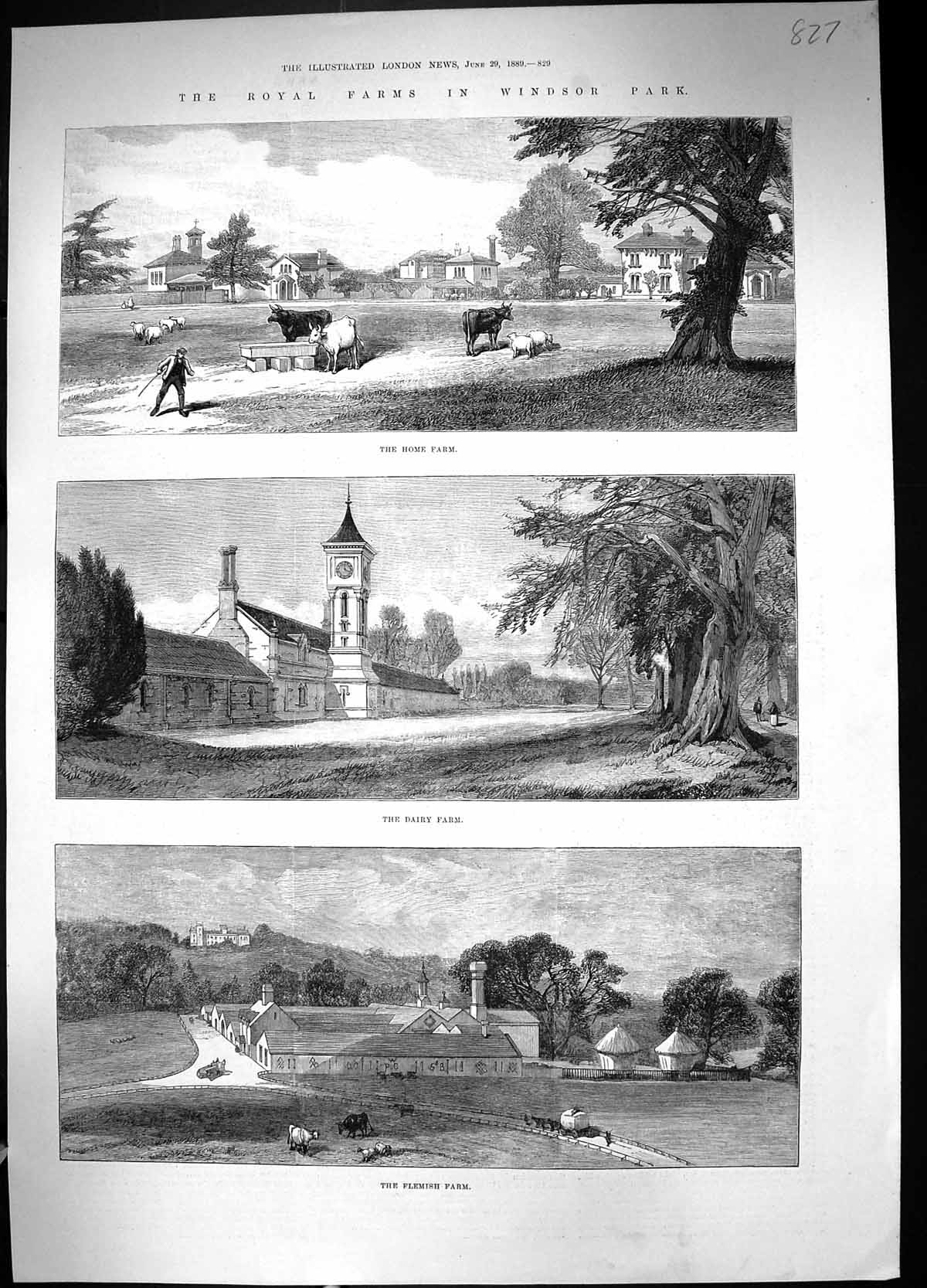 Old 1889 Royal Farm Windsor Park Dairy Home Flemish Cow House CattleVictorian