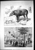 Old 1883 Zoo Babircussa Reptile House Damaged Hull Saint Germain Ship 19th