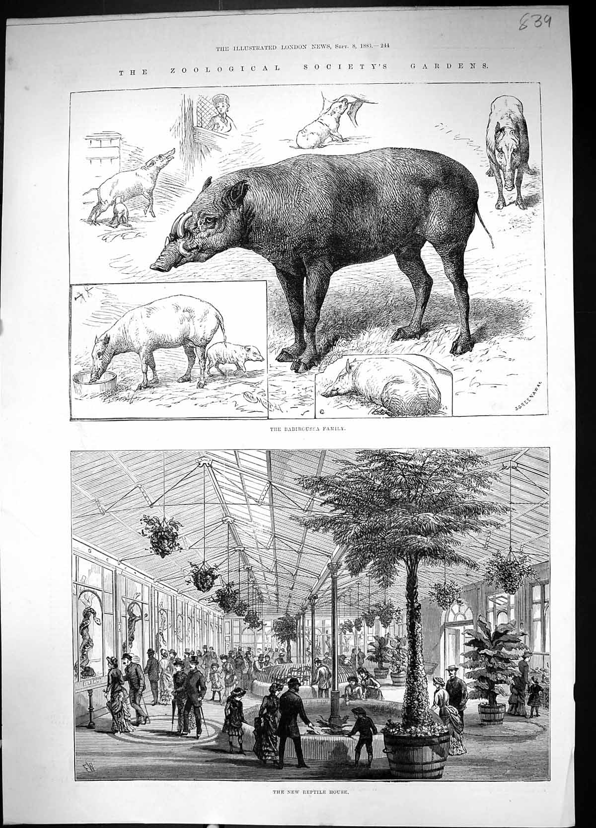 Old 1883 Zoo Babircussa Reptile House Damaged Hull Saint Germain Ship 19th